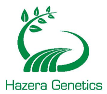 hazera